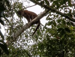 Hewan Liar Macan Masuk Areal PTPN Pesawaran, Penyadap Ketakutan