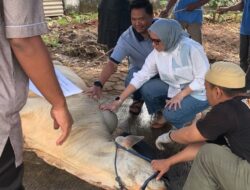 PTPN I dan KSO PTPN IV Regional 7 Potong 153 Hewan Kurban