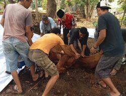 Brigjen Pol (Purn) Muhamad Ikhsan dan Keluarga Berqurban 1 Ekor Sapi