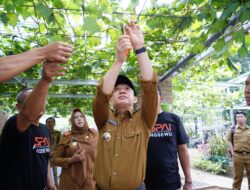 Pj Bupati Pringsewu Dorong Pengembangan Budidaya Anggur