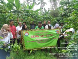 Dinas Perkebunan Tanggamus Evaluasi Penanaman Bibit Kopi Robusta 