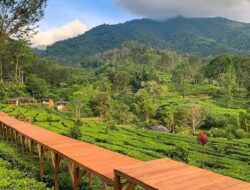 PTPN I Selalu Komitmen Dalam Menjaga Kelestarian Alam Wilayah Agrowisata Gunung Mas