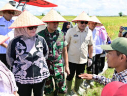 Pemkab Lamsel Ikut Panen Raya Yang Dibuka Presiden Prabowo