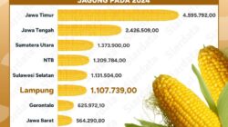 Lampung Produksi Jagung 1,1 Juta Ton Urutan ke-6 Secara Nasional