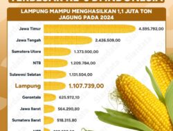 Lampung Produksi Jagung 1,1 Juta Ton Urutan ke-6 Secara Nasional