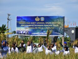 Lanal Lampung Laksanakan Panen Padi Bibit Unggul Sinar Mentari 