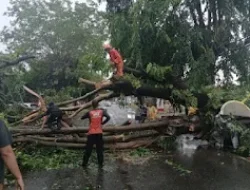 Pemkot Bandar Lampung Terjunkan TRC Evakuasi Pohon Tumbang
