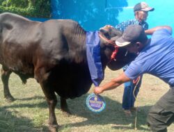 Walikota Bandar Lampung Eva Dwiana Salurkan 93 Hewan Qurban