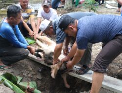 PT PLN Nusantara Power UP Bandar Lampung Gelar Kegiatan Qurban Idul Adha 1446 H Tahun 2025 sebagai Wujud Kepedulian Sosial kepada Masyarakat Sekitar