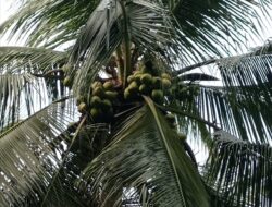 PTPN I Proyeksi Tanam 50 Ribu Hektare Tanaman Kelapa