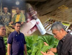 Hilirisasi Cerutu Golden Djawa, Komitmen PTPN I Dukung Asta Cita