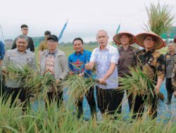 Gubernur Mirza Hadiri Panen Raya dan Tanam Bersama Petani Mitra Adhyaksa di  Lampung Tengah