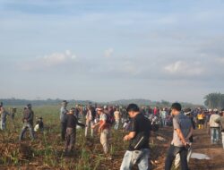 807 Hektar Klaim Lahan PT BSA Ditanami Warga Anak Tuha Lampung Tengah