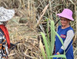 Kebun Tebu KSO Takalar PTPN I Serap Ribuan Tenaga Kerja Lokal