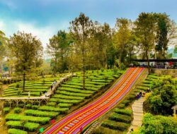 Agrowisata Gunung Mas Bersiap Jadi Destinasi Berkelas Dunia