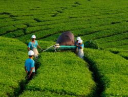 Paket Insentif Ekonomi 8+4+5 Beririsan Langsung dengan Operasional PTPN I