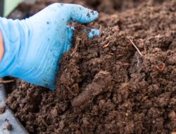 Holding Perkebunan Nusantara Perkuat Circular Economy, PalmCo Kaji Pupuk Organik