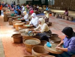 Perkuat Komoditas Kopi, PTPN I Konversi Dua Pabrik Teh