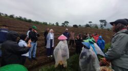 Pemkab Garut dan Polres Tindak Lanjuti Kasus Penjarahan Kebun Teh Cisarunis