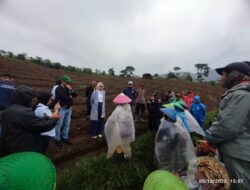 Pemkab Garut dan Polres Tindak Lanjuti Kasus Penjarahan Kebun Teh Cisarunis
