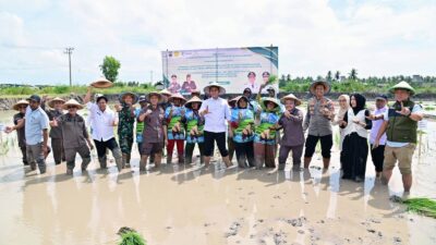 Pemkab Lampung Selatan dan Kejati Lampung Dorong Ketahanan Pangan lewat Ekspansi Padi Biosalin di Sragi