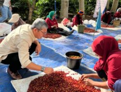 PTPN I Catatkan Kinerja Penjualan Rp3,56 Triliun