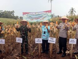 Ikuti Panen Raya Jagung Bersama Kapolri, Pemkab Lampung Selatan Perkuat Barisan Ketahanan Pangan Nasional