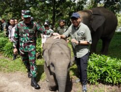 Gubernur Lampung Dorong Penanganan Terpadu Konflik Gajah-Manusia di Way Kambas