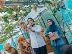Panen Anggur dan Melon di PKK Agro Park, Ketua PKK Provinsi Lampung Dorong Pemanfaatan Pekarangan Produktif