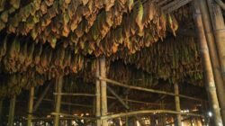 PTPN I, Eksklusivitas Tembakau Deli, dan Rezeki Pekerja Lokal