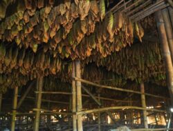 PTPN I, Eksklusivitas Tembakau Deli, dan Rezeki Pekerja Lokal