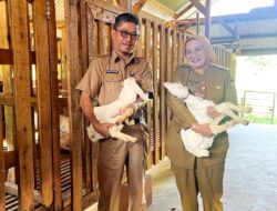 Pemprov Lampung Luruskan Isu Supply–Demand Daging Sapi