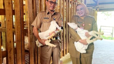 Pemprov Lampung Luruskan Isu Supply–Demand Daging Sapi