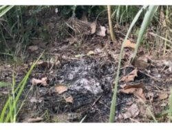 Dugaan Masalah Limbah di Dapur MBG Sidomulyo, dari IPAL hingga Pembakaran Sampah