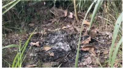 Dugaan Masalah Limbah di Dapur MBG Sidomulyo, dari IPAL hingga Pembakaran Sampah