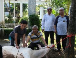 PLN Nusantara Power UP Bandar Lampung Laksanakan Pemotongan Hewan Qurban pada Hari Raya Idul Adha 1447 H