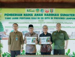 Gubernur Rahmat Mirzani Djausal Perkenalkan Anak Harimau Sumatera Bernama Puspa dan Muli