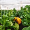 PTPN I (Persero) Jaga Praja dan Ekonomi Petani Pemilik Lahan di Jember