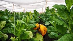 PTPN I (Persero) Jaga Praja dan Ekonomi Petani Pemilik Lahan di Jember