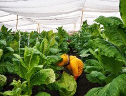 PTPN I (Persero) Jaga Praja dan Ekonomi Petani Pemilik Lahan di Jember