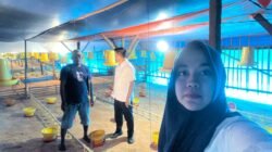 Dari Pinjaman Rp50 Juta, Peternakan Ayam Bukori Kini Berkapasitas 14.000 Ekor, BRI Unit Mandah Dorong Usaha Terus Berkembang