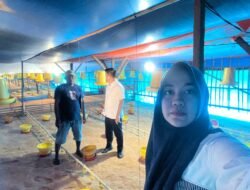 Dari Pinjaman Rp50 Juta, Peternakan Ayam Bukori Kini Berkapasitas 14.000 Ekor, BRI Unit Mandah Dorong Usaha Terus Berkembang
