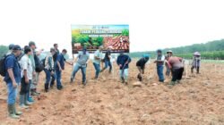 Dukung Program Prabowo, PTPN I Regional 7 Tanam Perdana Demplot Singkong Mukibat