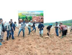 Dukung Program Prabowo, PTPN I Regional 7 Tanam Perdana Demplot Singkong Mukibat