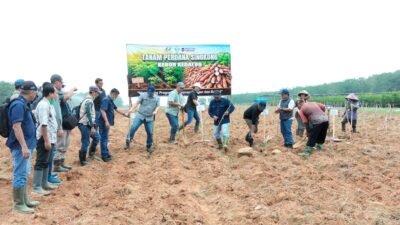 Dukung Program Prabowo, PTPN I Regional 7 Tanam Perdana Demplot Singkong Mukibat